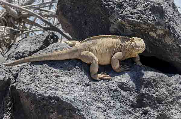 Iguana terrestre de Santa Fé - isla Santa Fé - islas Galápagos - Ecuador 04.jpg